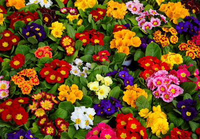 Full frame shot of multi colored flowering plants