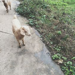 High angle view of dog walking on road