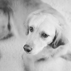 Close-up of dog looking away