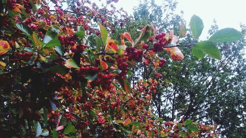 Low angle view of red flowers