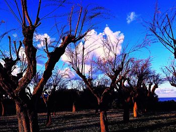 Bare trees against blue sky