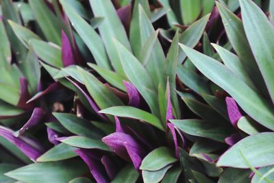 Full frame shot of succulent plant