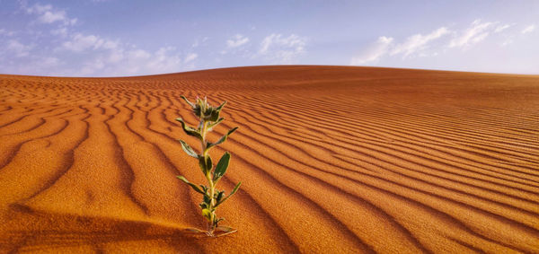 Sand dune in desert against sky