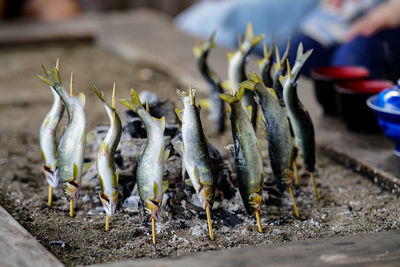 Grilled ayu fish seasoned with salt