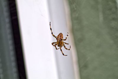 Close-up of spider