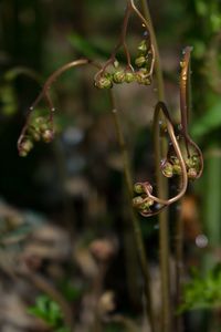 Close-up of wet plant