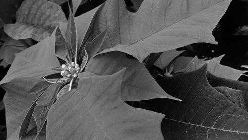 Close-up of leaves