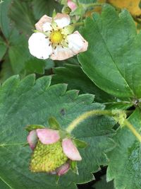 Close-up of flower growing on plant