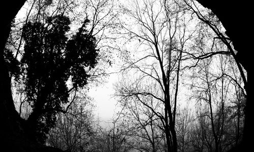 Low angle view of trees against clear sky