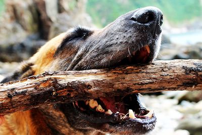 Close-up of dog