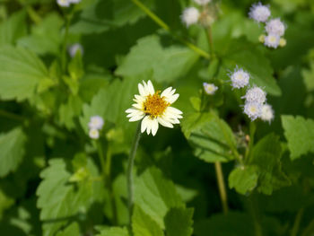 Close-up of white flowering plant