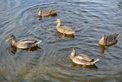 High angle view of duck swimming in lake