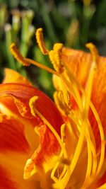 Close-up of day lily blooming outdoors