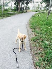 Portrait of a dog on road