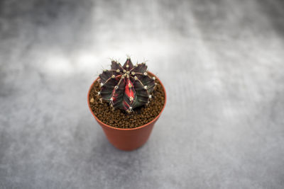 Close-up of succulent plant on table