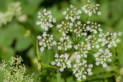 Close-up of white flowering plant