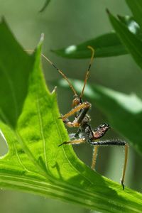 Close-up of insect on leaf