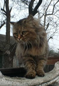 Cat sitting on a tree