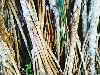 Full frame shot of tree trunk