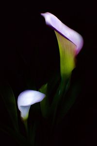 petal