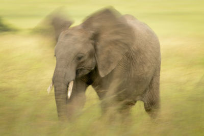 Slow pan of african elephant flapping ears