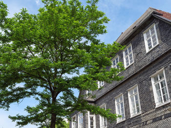 Low angle view of tree by building against sky