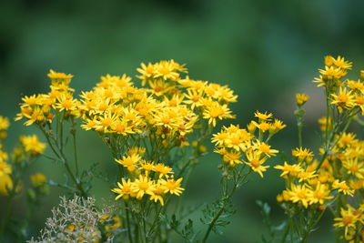 Close-up of yellow flowering plants on field
