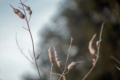 Close-up of dried plant