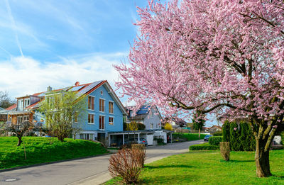 View of cherry blossom tree by road against sky