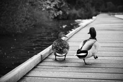 Rear view of people sitting on pier over lake