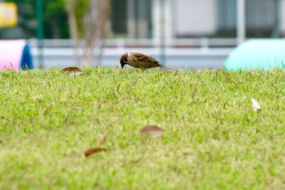 View of sparrow on grassy field