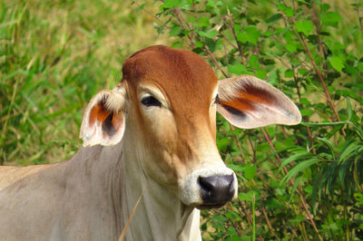 Close-up of goat