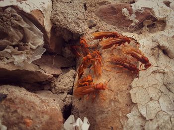 Close-up of crab on sand at beach