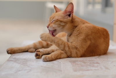 Close-up of ginger cat sitting
