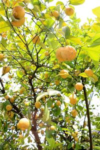 Low angle view of fruits on tree