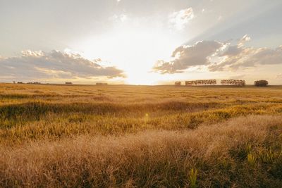 Scenic view of agricultural field against sky during sunset