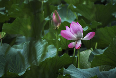 Beautiful pink lotus flowers and leaves in the lotus pond in the park