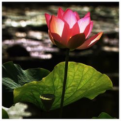 Close-up of lotus water lily in pond