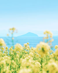 Scenic view of sea and plants against sky