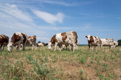 Cows ruminate in a dry field on summer 