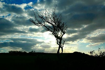 Bare tree on field against cloudy sky