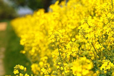 Close-up of yellow flower