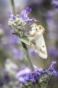 Close-up of insect on purple flower