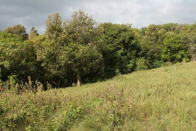 Scenic view of field against cloudy sky