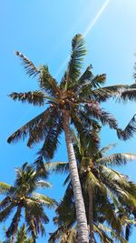 Low angle view of coconut palm tree against clear sky