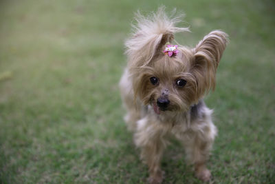 Portrait of dog on field