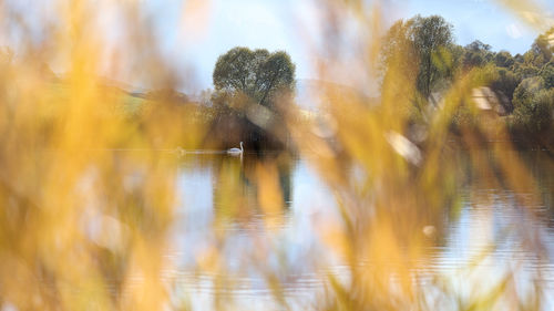 Blurred motion of trees by lake against sky