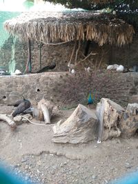 View of sheep on beach