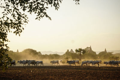 Travel destination in myanmar, bagan