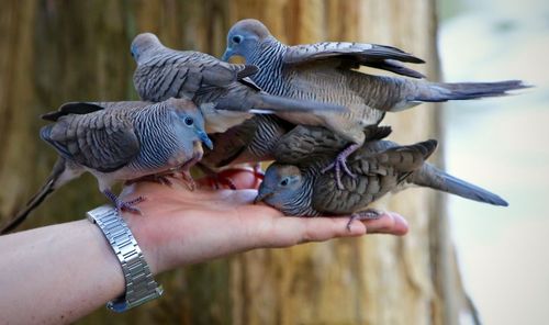 Close-up of birds perching on person hand